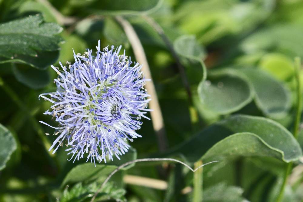 Globularia bisnagarica